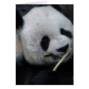 Cute Panda Greeting Card