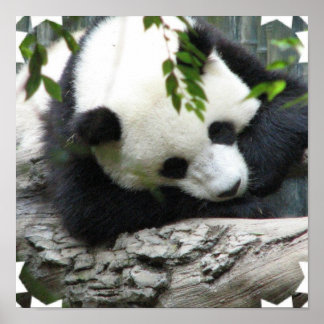 Cute Panda Poster