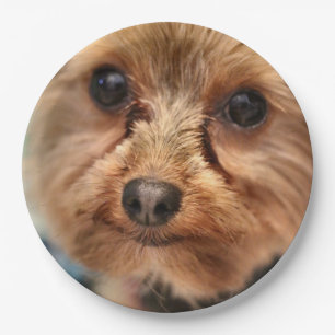 Cute    paper plate