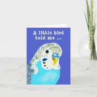 Cute parakeet birthday