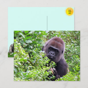 Cute Peek-A-Boo Gorilla Postcard