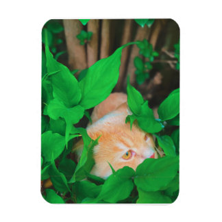 Cute peeking cat phot print magnet