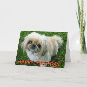 Cute pekingese greetings card