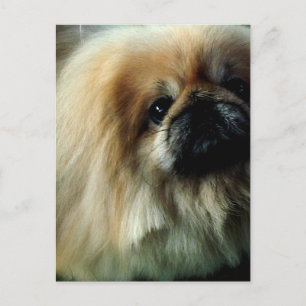 Cute Pekingese Postcard