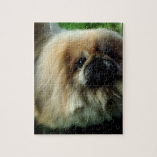 Cute Pekingese Puzzle