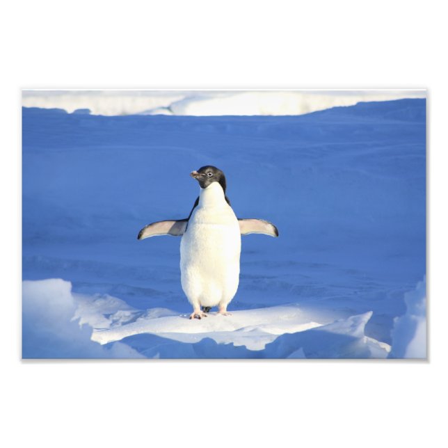 Cute Penguin Photo Print (Front)