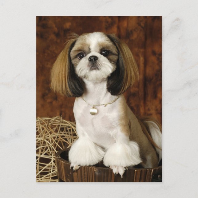 Cute Pet Animal Postcard (Front)