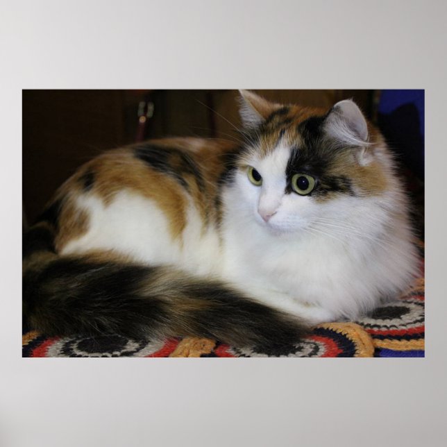 Cute Pet Cat on Colourful Rug Yellow White Blue Re Poster (Front)