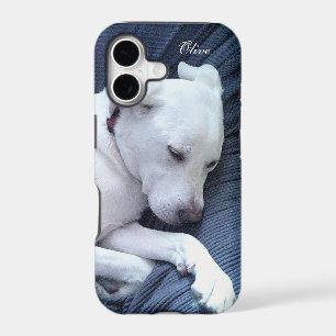Cute Photo of Sweet White Labrador Mix Dog Napping