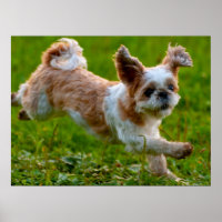 Cute Photo Running Shih Tzu Dog