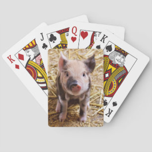 Cute Pic of a baby Pig Playing Cards
