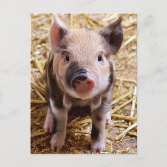 Cute Pic of a baby Pig Postcard (Front)
