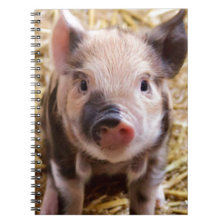 Cute Pic of a baby Pig Spiral Notebook