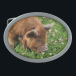 CUTE PIG BELT BUCKLE<br><div class="desc">A photographic design of a very cute kunekune pig.</div>