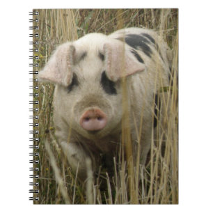 Cute Pig Notebook