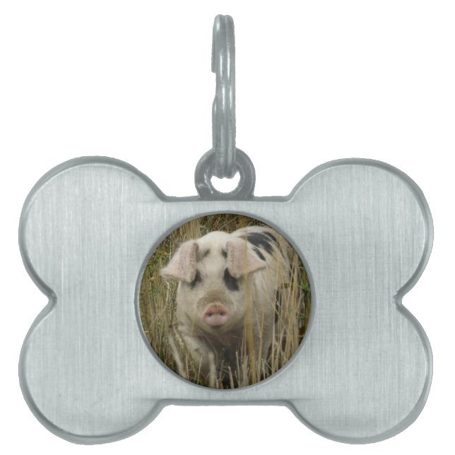 Cute Pig Pet Tag (Front)