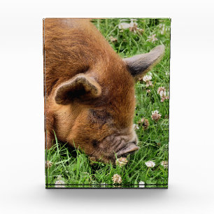 CUTE PIG PHOTO BLOCK