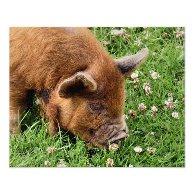 CUTE PIG  PHOTO PRINT (Front)