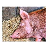 CUTE PIG