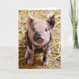 CUTE PIG PIGLET ALL OCCASION GREETING CARDS