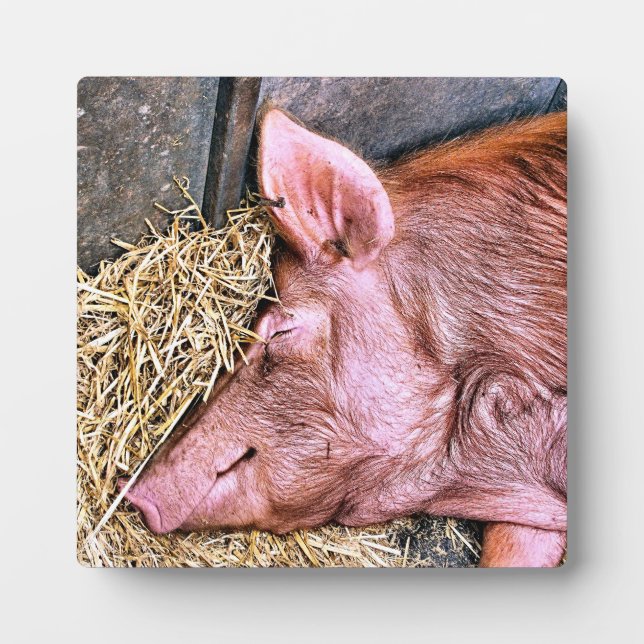 CUTE PIG PLAQUE (Front)