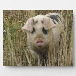 Cute Pig Plaque