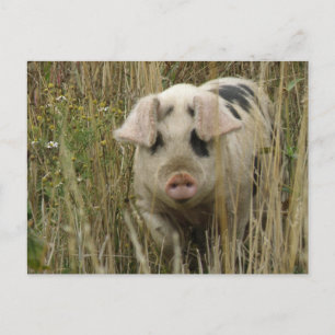Cute Pig Postcard