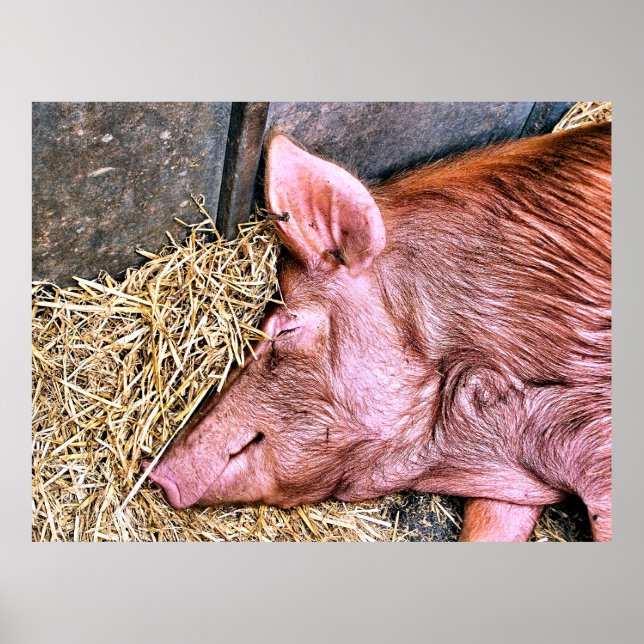 CUTE PIG POSTER (Front)