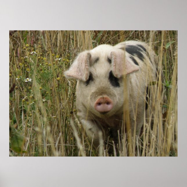 Cute Pig Print (Front)