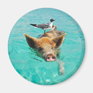 Cute pig swimming in water magnet