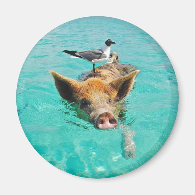 Cute pig swimming in water magnet (Front)