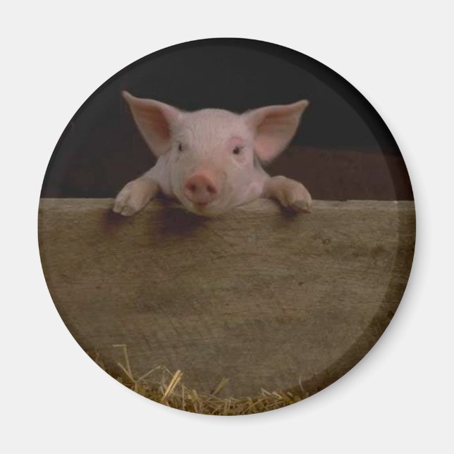 Cute Piglet Magnet (Front)