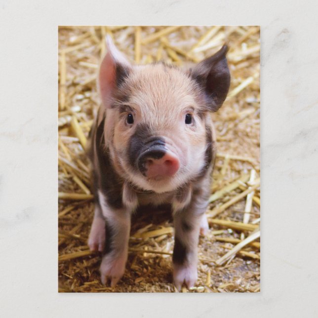 Cute PIglet Postcard (Front)