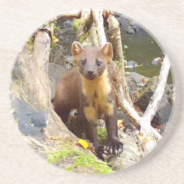 Cute Pine Marten Forest Wildlife Resting  Coaster (Front)