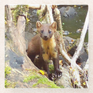 Cute Pine Marten on Fallen Tree Glass Coaster