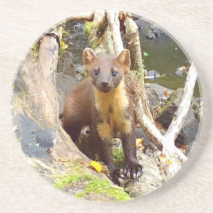 Cute Pine Marten on Fallen Tree Sandstone Coaster