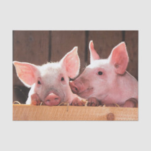 Cute Pink Piglets Animal Photograph Tissue Paper