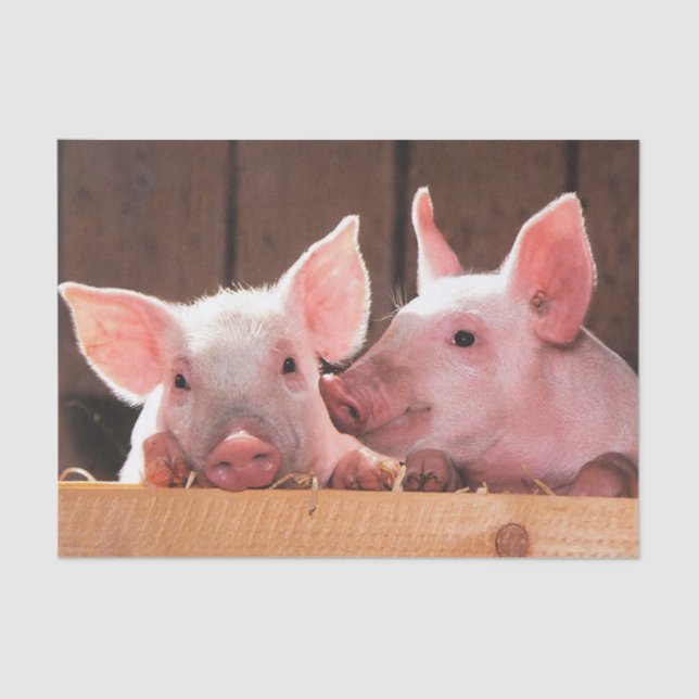 Cute Pink Piglets Animal Photograph Tissue Paper (Front)