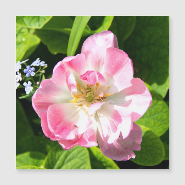 Cute pink tulip (Front)