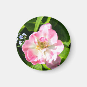 Cute pink tulip magnet