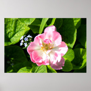 Cute pink tulip poster