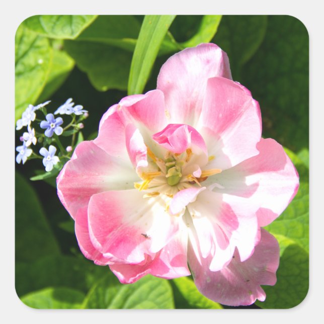 Cute pink tulip square sticker (Front)