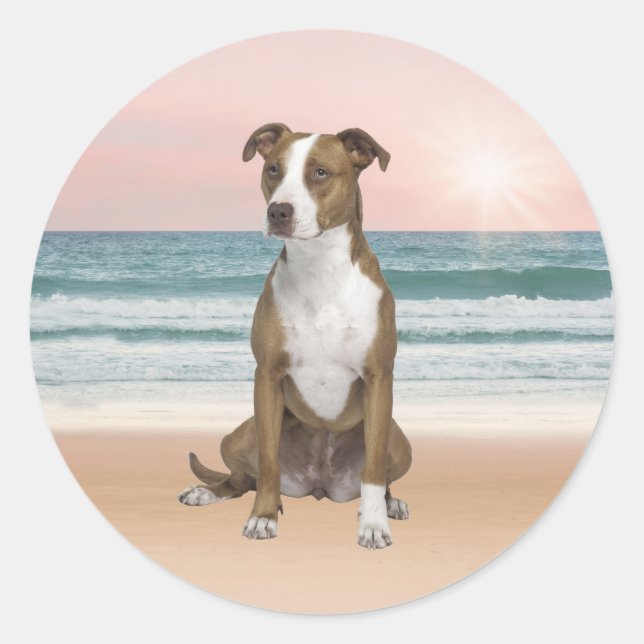 Cute Pitbull Dog Sitting on Beach with sunset Classic Round Sticker (Front)