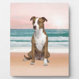 Cute Pitbull Dog Sitting on Beach with sunset Plaque