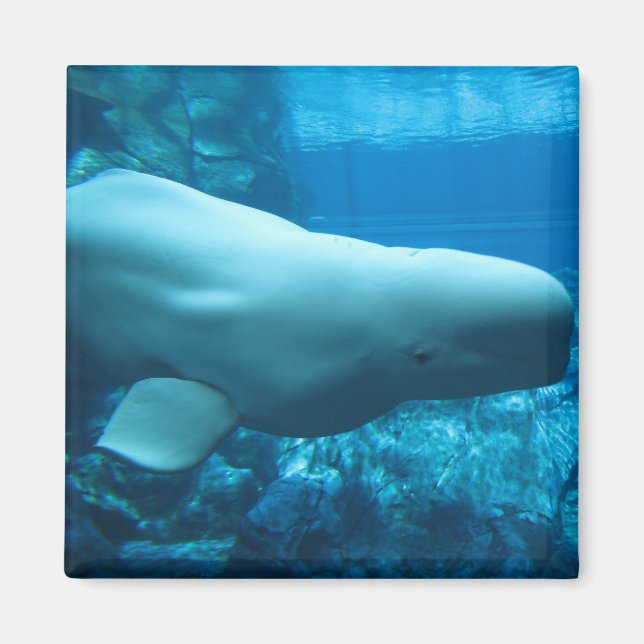 Cute Playful Beluga Whale In Aquarium At Georgia Magnet (Front)