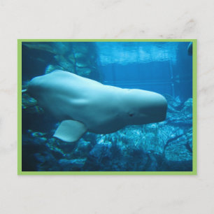 Cute Playful Beluga Whale In Aquarium At Georgia Postcard