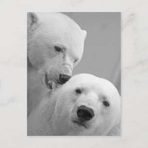 Cute polar bear couple postcard