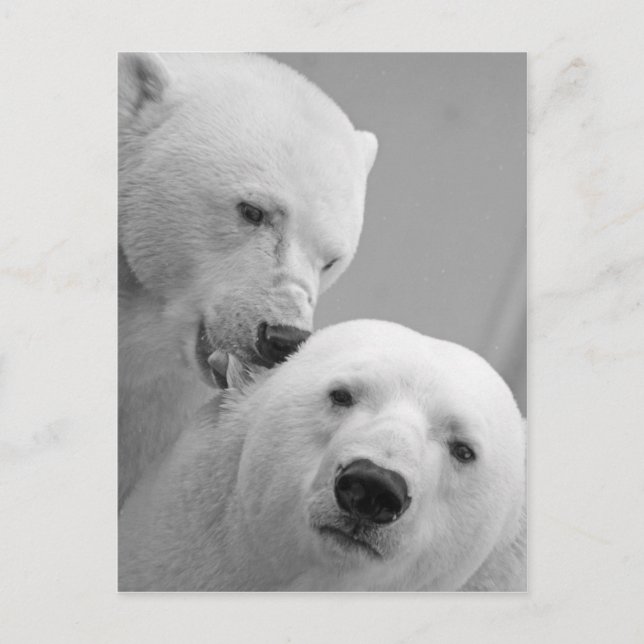 Cute polar bear couple postcard (Front)