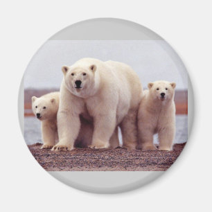 Cute Polar bears Magnet