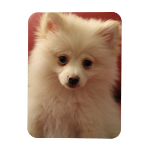 Cute Pomeranian Dog Magnet